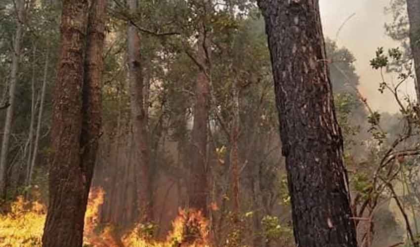 Man held over deliberate forest fires in Thailand