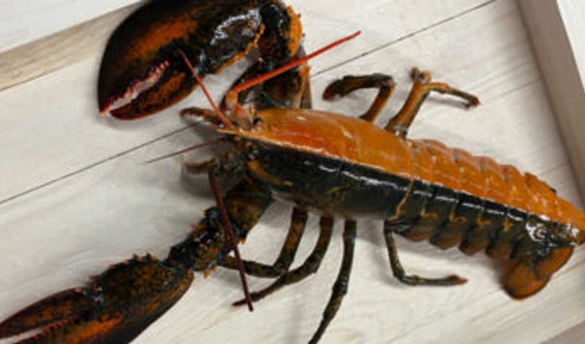 Rare bi-colored lobster found off Massachusetts coast