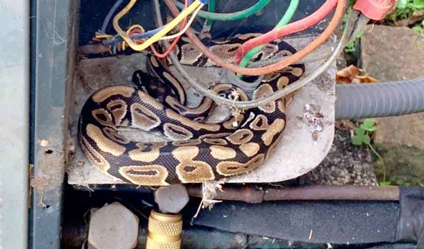 Python found perched on air-conditioning unit in Australia